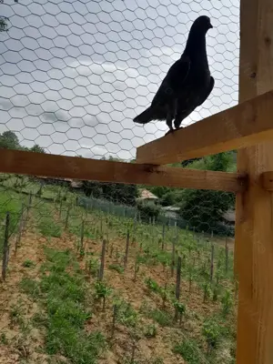 Vând porumbei modena  - imagine 3