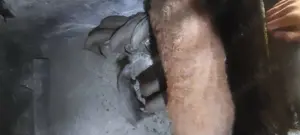 Vand purcei mangalita cu duroc - imagine 2