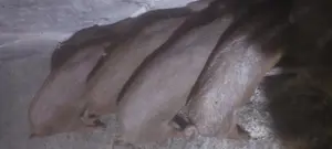 Vand purcei mangalita cu duroc