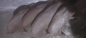 Vand purcei mangalita cu duroc - imagine 4