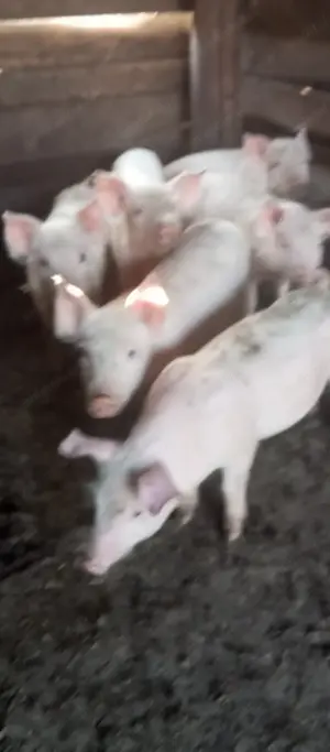 Vand 12 purcei, Bogata, Mures - imagine 2