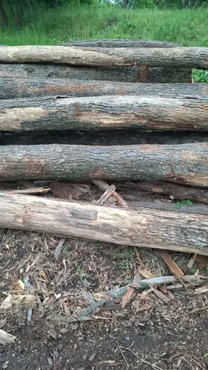 Lemn de foc - imagine 3