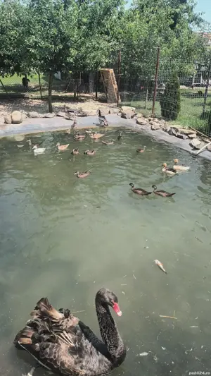 lebede mature si rate caroline