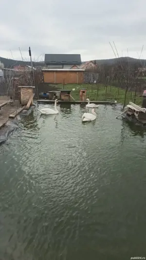 lebede mature si rate caroline - imagine 2