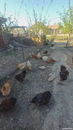 wyandoote si gaini de casa