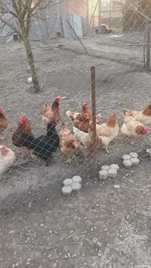 wyandoote si gaini de casa - imagine 2