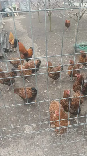 wyandoote si gaini de casa - imagine 3