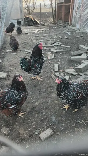 wyandoote si gaini de casa - imagine 4