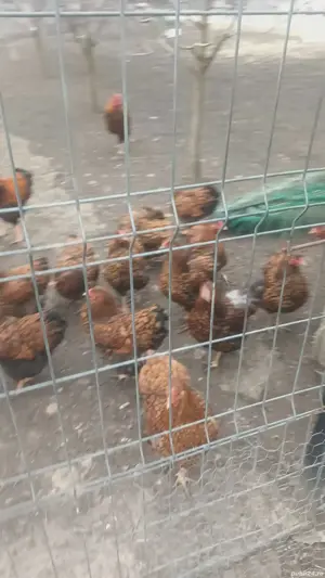 wyandoote si gaini de casa - imagine 5