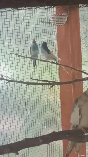 papagali ninfe, perusi, agaponis si micul alexandru - imagine 3