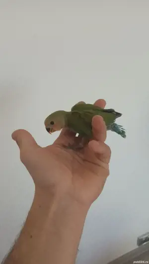 papagali ninfe, perusi, agaponis si micul alexandru - imagine 2