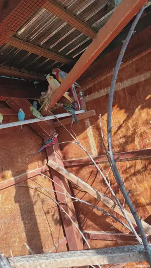 papagali ninfe, perusi, agaponis si micul alexandru - imagine 4