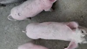 Șuldani de vânzare vânzare 