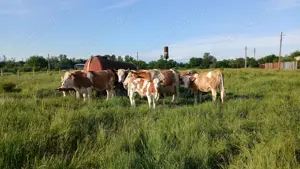 Vaca bălțată românească 