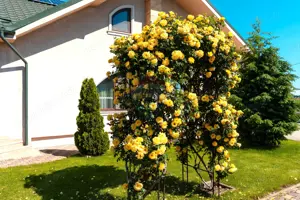 Casă / Vilă cu 4 camere de vânzare in Spataru, Buzau - imagine 5