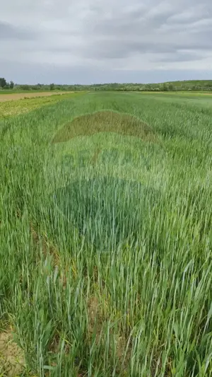 Teren intravilan Ulmeni ! - imagine 3