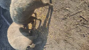 Scrofite gestante mangalita - imagine 2