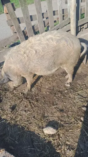 Scrofite gestante mangalita - imagine 3