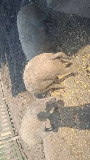 Scrofite gestante mangalita - imagine 4