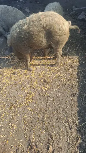 Scrofite gestante mangalita - imagine 5