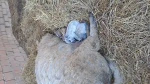 Purcei mangalita - imagine 2 Purcei mangalita - imagine 2