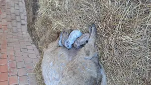 Purcei mangalita - imagine 5 Purcei mangalita - imagine 5