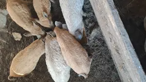 Purcei mangalita - imagine 3 Purcei mangalita - imagine 3