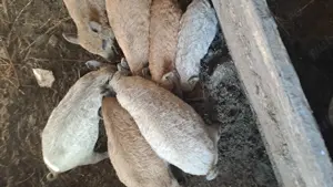 Purcei mangalita - imagine 4 Purcei mangalita - imagine 4