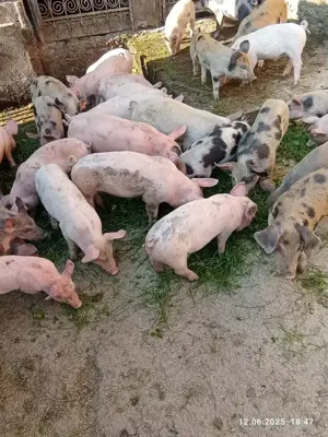 Purcei satu nou de jos