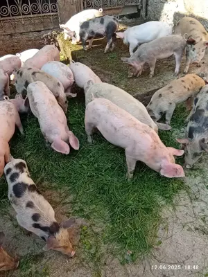 Purcei satu nou de jos - imagine 2