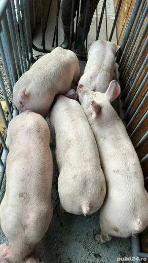 Soldani de vanzare! - imagine 5