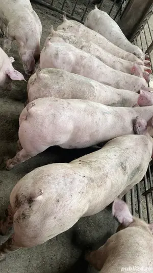 Soldani de vanzare! - imagine 4