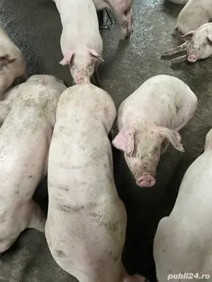 Soldani de vanzare! - imagine 2