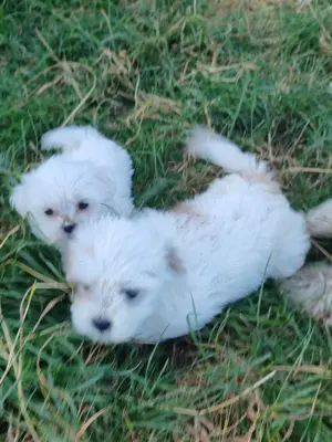 Bishon maltez șase săptămâni 