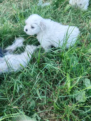 Bishon maltez șase săptămâni  - imagine 2 Bishon maltez șase săptămâni  - imagine 2