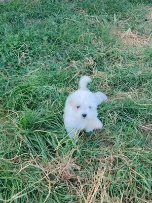 Bishon maltez șase săptămâni  - imagine 3 Bishon maltez șase săptămâni  - imagine 3