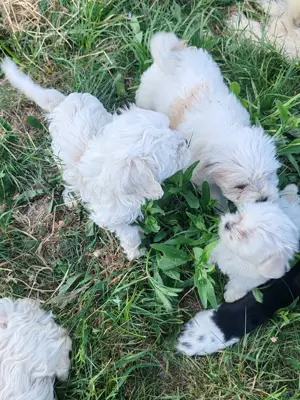 Bishon maltez șase săptămâni  - imagine 4 Bishon maltez șase săptămâni  - imagine 4