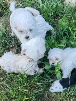 Bishon maltez șase săptămâni  - imagine 5 Bishon maltez șase săptămâni  - imagine 5