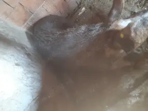 vând scroafa , are aproximativ 250 kg 