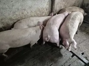 Porci intre 100-300kile  - imagine 2