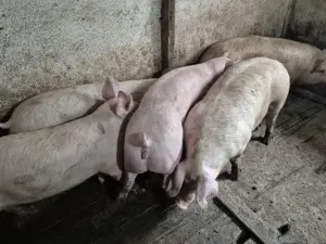 Porci intre 100-300kile 