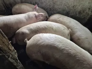 Porci intre 100-300kile  - imagine 4
