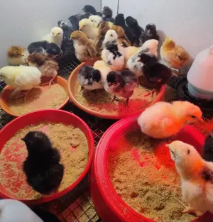 Oferta:36 pui de gaina de 7 zile:17La Bresse;8Jersey giant;10Sussex Portelan - imagine 2