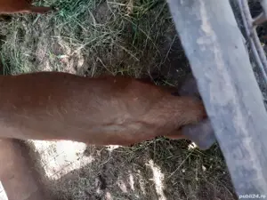 vind porci  - imagine 3 vind porci  - imagine 3