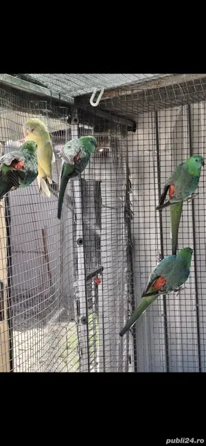 De vânzare Cantatori  - imagine 3