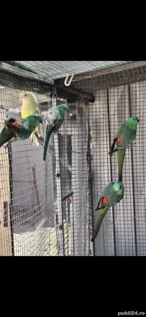 De vânzare Cantatori  - imagine 2