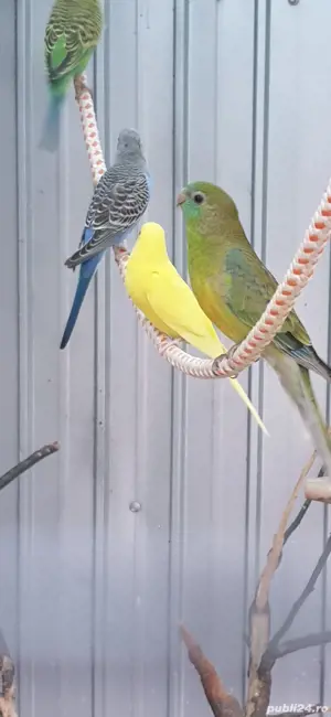 De vânzare Cantatori  - imagine 4