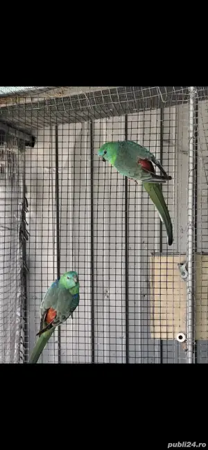 De vânzare Cantatori 