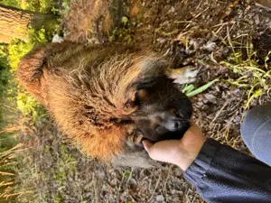 Femela Ciobănesc Caucazian  - imagine 2