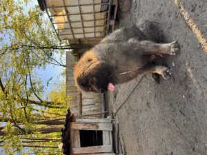 Femela Ciobănesc Caucazian  - imagine 3